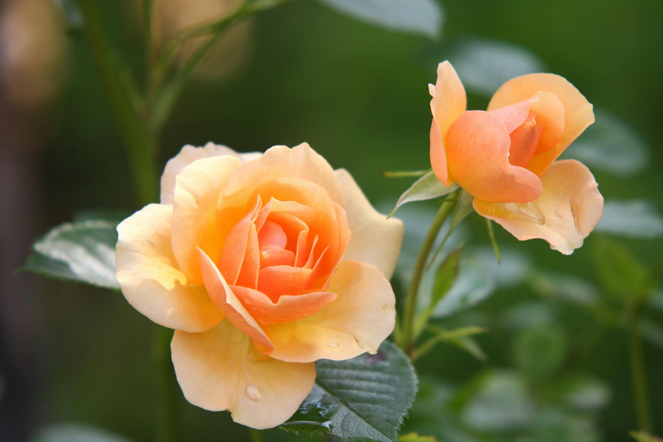 Eine warme Rose – Symbol für liebevolle Erinnerung